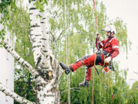 Tree Services