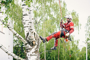 The Importance of Tree Care