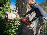 Tree Removal