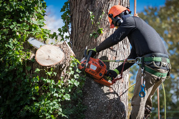 Tree Removal on Private Property Requires a Permit