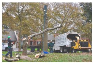 Tree Removal Services