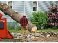 tree service