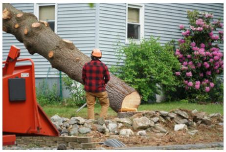 How to Determine the Cost of a Tree Service