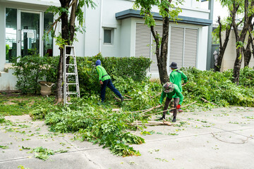 Different Types Of Tree Services Offered By Professionals