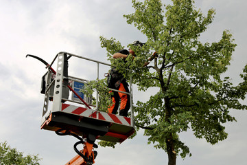 tree service